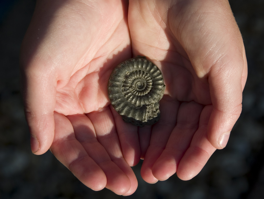 Fossil Hunting | Visitors Bureau Hueston Woods Region